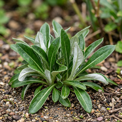 Gazania New Day Rose Stripe Seeds – Rose Striped Gazania