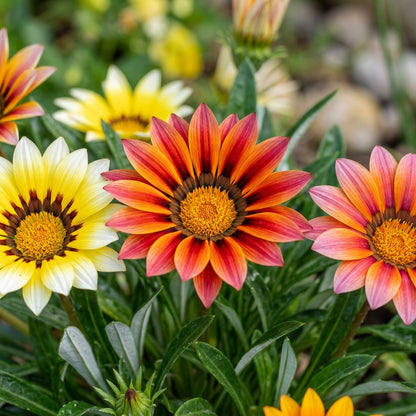 Gazania rigens (African Sunflower) Flower Seeds for Planting