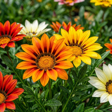 Gazania rigens (African Sunflower) Flower Seeds for Planting