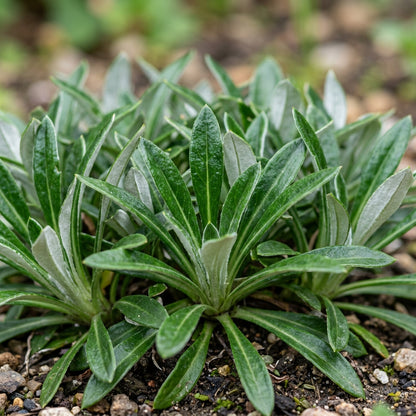 Gazania rigens (African Sunflower) Flower Seeds for Planting