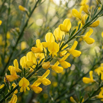 Genista Radiata Flower Seeds