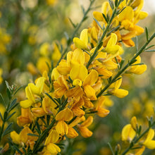 Genista Radiata Flower Seeds