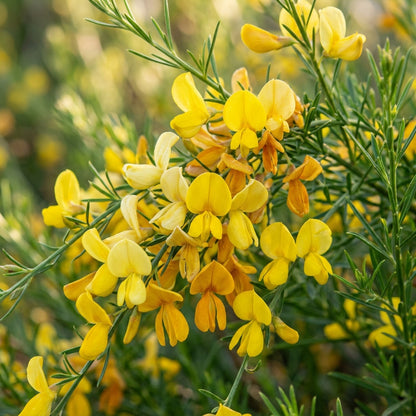 Genista Radiata Flower Seeds