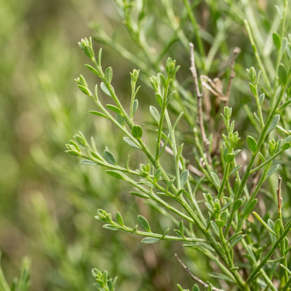 Genista Radiata Flower Seeds
