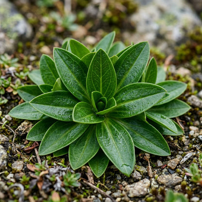 Gentiana Acaulis Flower Seeds