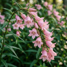 Gentiana Asclepiadea Pink Cascade Flower Seeds