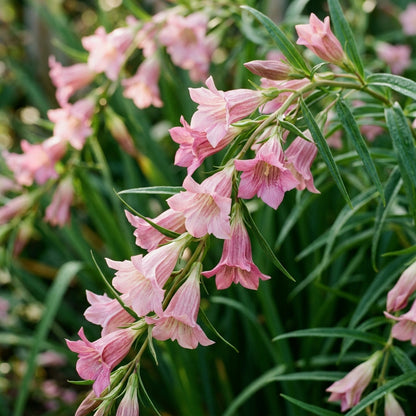 Gentiana Asclepiadea Pink Cascade Flower Seeds
