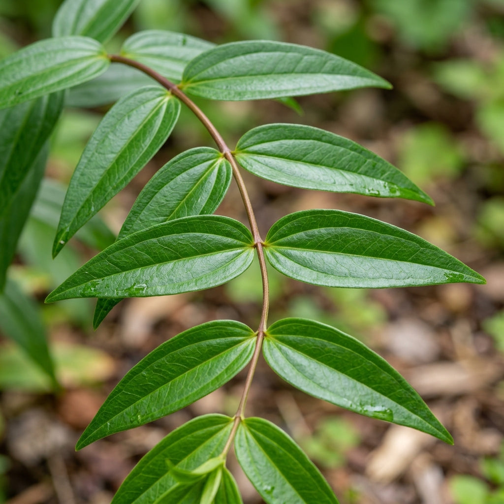Gentiana Asclepiadea Pink Cascade Flower Seeds