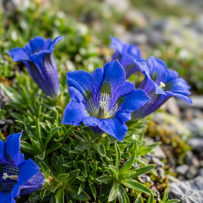 Gentiana Depressa Flower Seeds