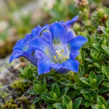 Gentiana Depressa Flower Seeds