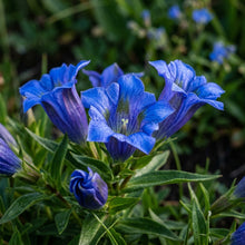 Gentiana Grossheimii Flower Seeds