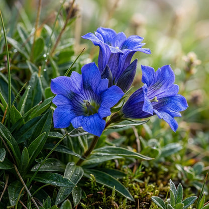 Gentiana Grossheimii Flower Seeds