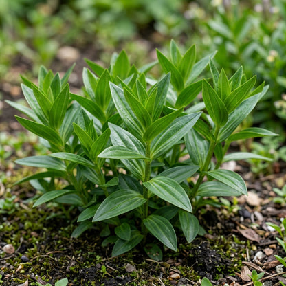 Gentiana Grossheimii Flower Seeds