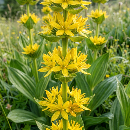 Gentiana Lutea Flower Seeds