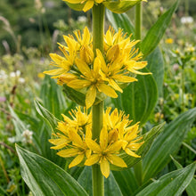 Gentiana Lutea Flower Seeds