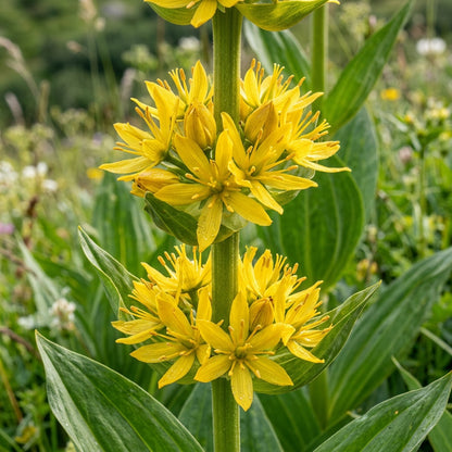 Gentiana Lutea Flower Seeds