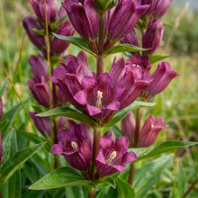Gentiana Purpurea Flower Seeds For Planting