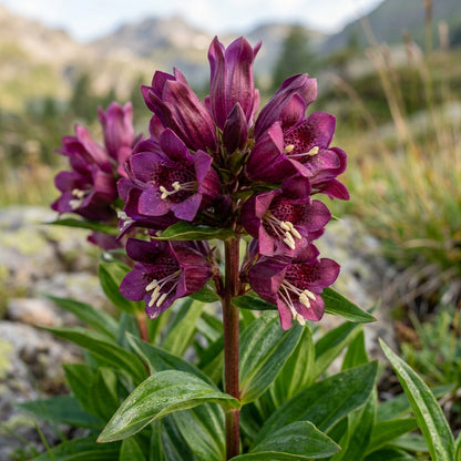 Gentiana Purpurea Flower Seeds For Planting
