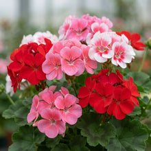 Geranium Pelargonium Flower Seeds for Planting
