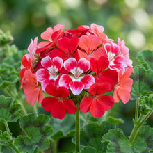 Geranium Saturn Stars Flower Seeds for Planting