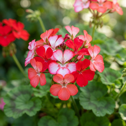 Geranium Saturn Stars Flower Seeds for Planting