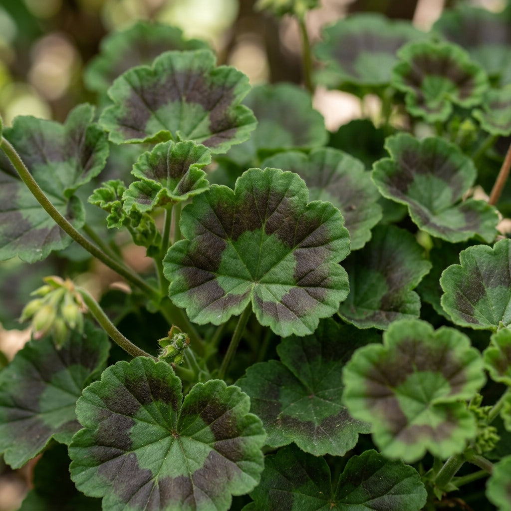 Geranium Shadow Mixed Flower Seeds For Planting