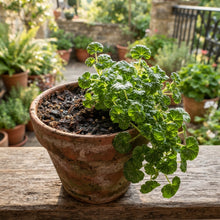 Geranium Univalve (Pelargonium peltatum) Seeds for Planting