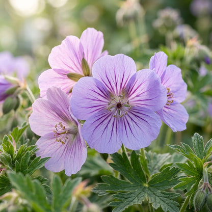 Geranium Albanum Flower Seeds