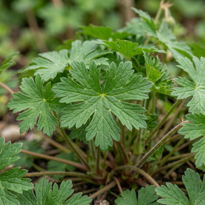 Geranium Albanum Flower Seeds