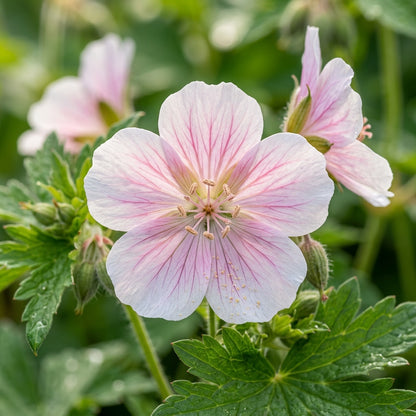 Geranium Pratense Pink Ghost Flower Seeds