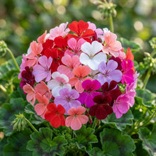 Geranium Flower Seeds for Planting