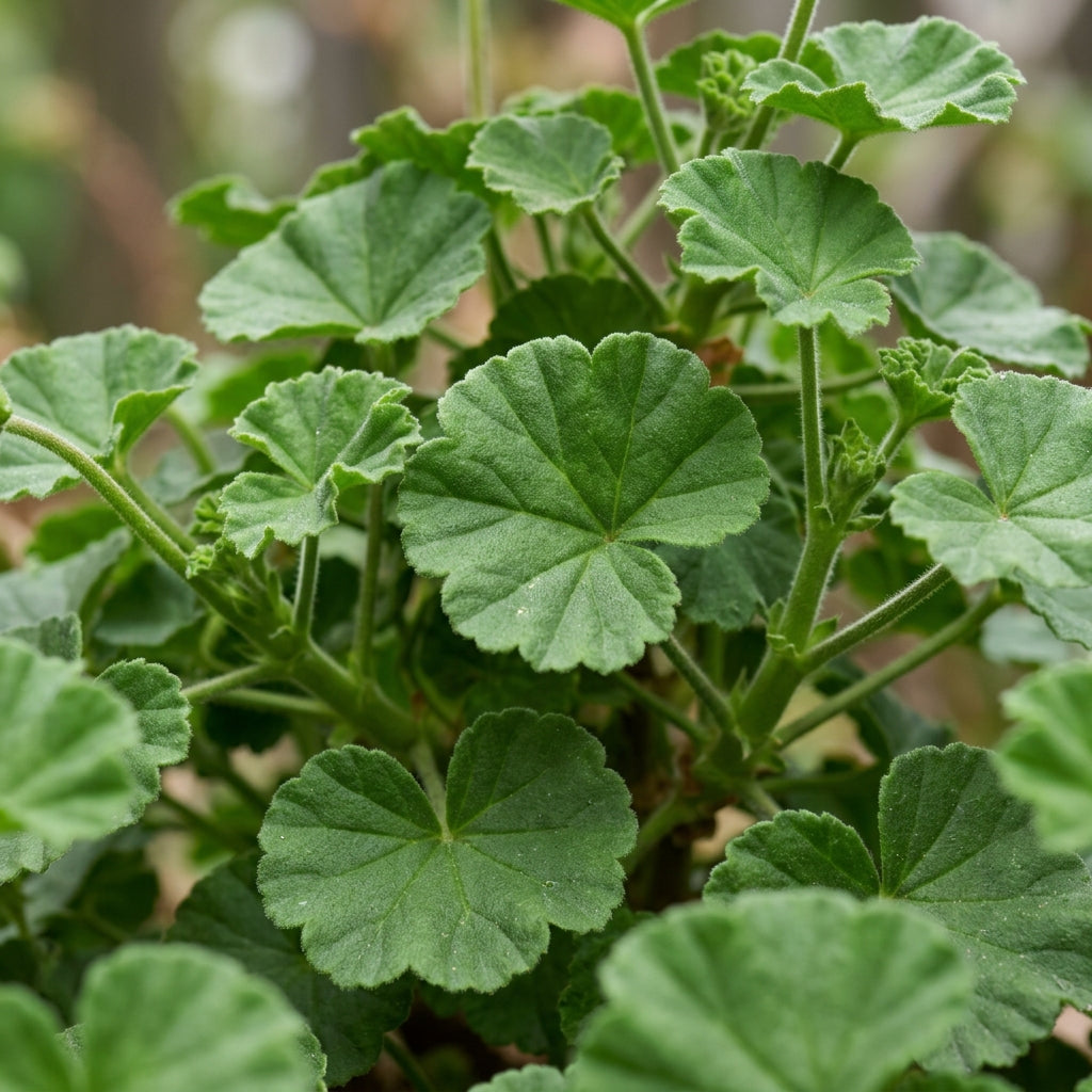 Sky Blue and Green Geranium Seeds for Planting