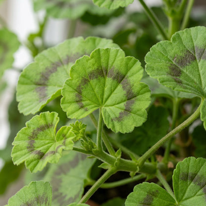 Geranium F2 Colorama Mix Flower Seeds