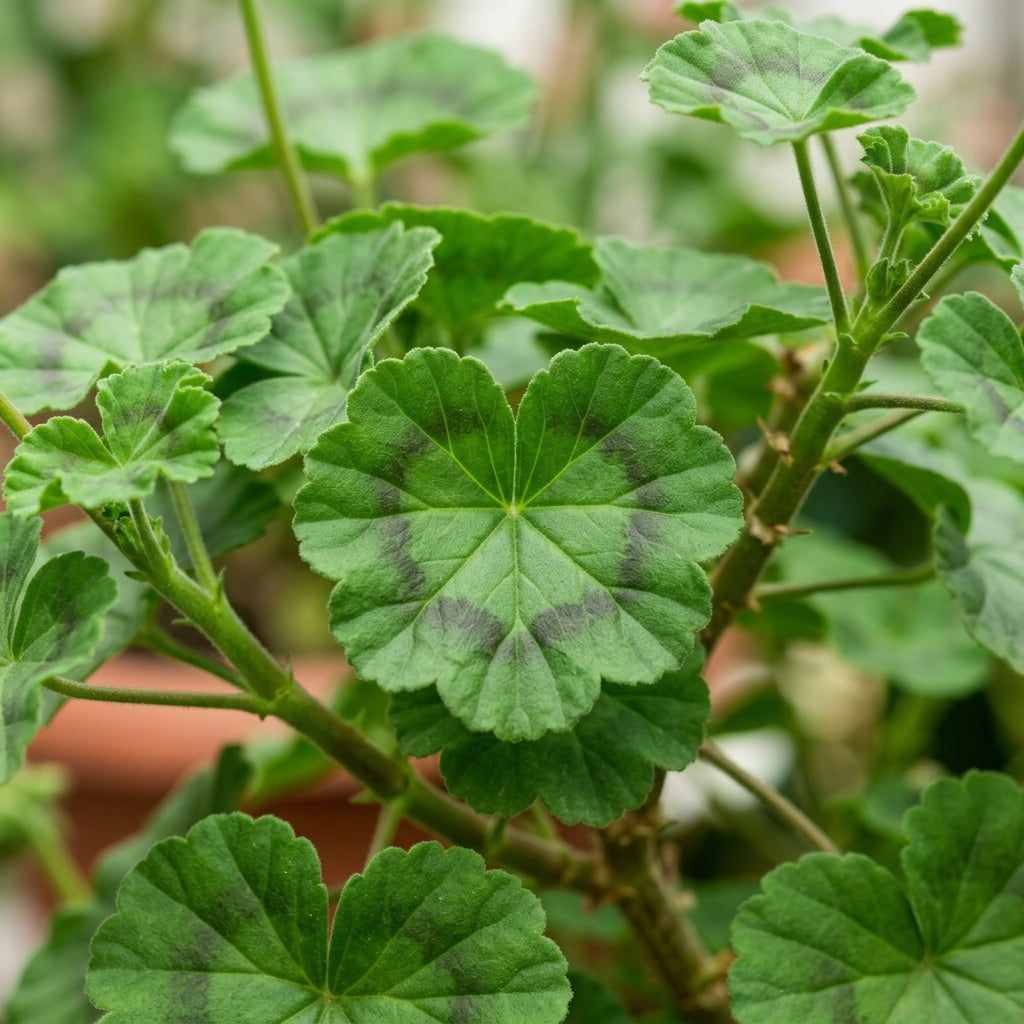 Geranium Flower Seeds for Planting