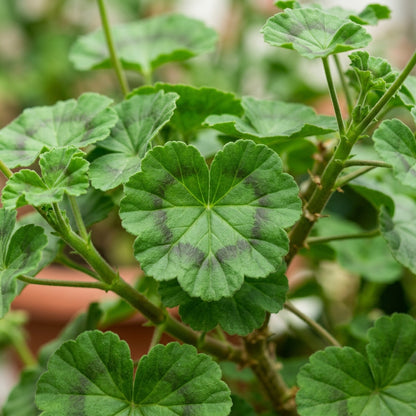 Geranium Flower Seeds for Planting
