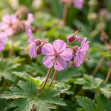 Geranium macrorrhizum Flower Seeds for Planting