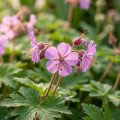 Geranium macrorrhizum Flower Seeds for Planting