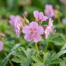 Geranium macrorrhizum Flower Seeds for Planting