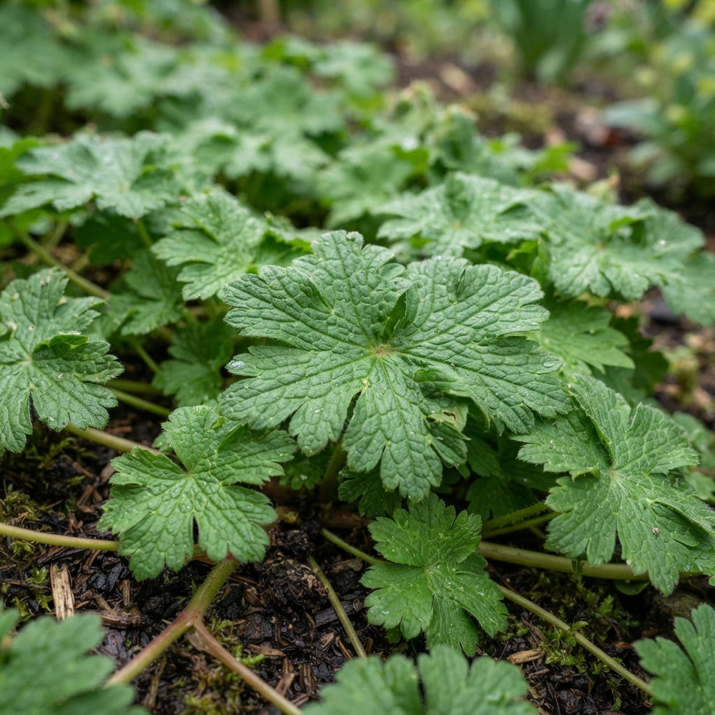 Geranium macrorrhizum Seeds for Planting