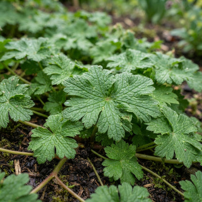 Geranium macrorrhizum Seeds for Planting