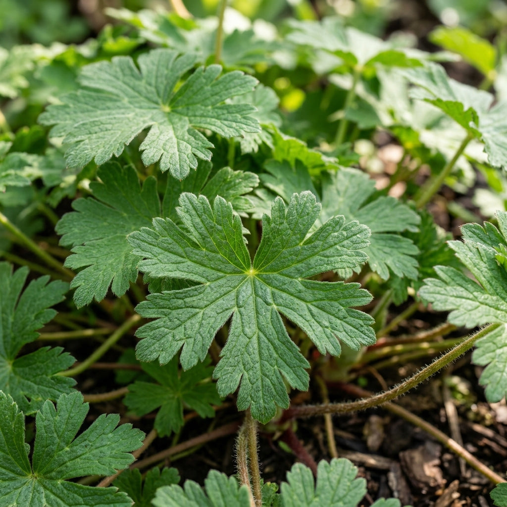 Geranium macrorrhizum Flower Seeds for Planting
