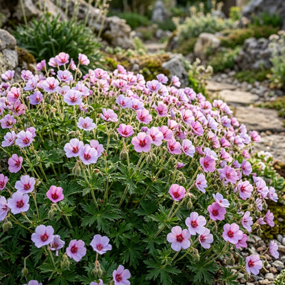 Geranium Ocellatum Flower Seeds For Planting