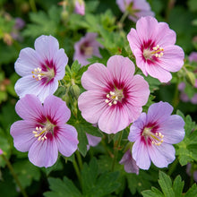 Geranium Ocellatum Flower Seeds For Planting