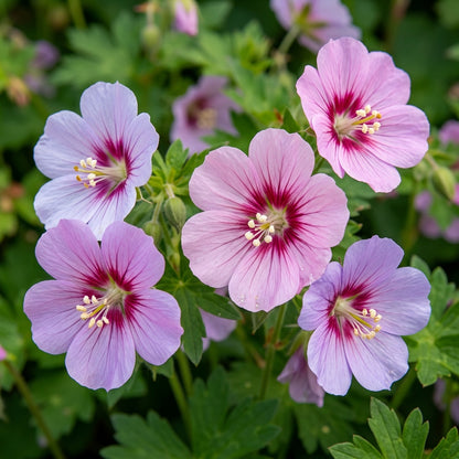 Geranium Ocellatum Flower Seeds For Planting