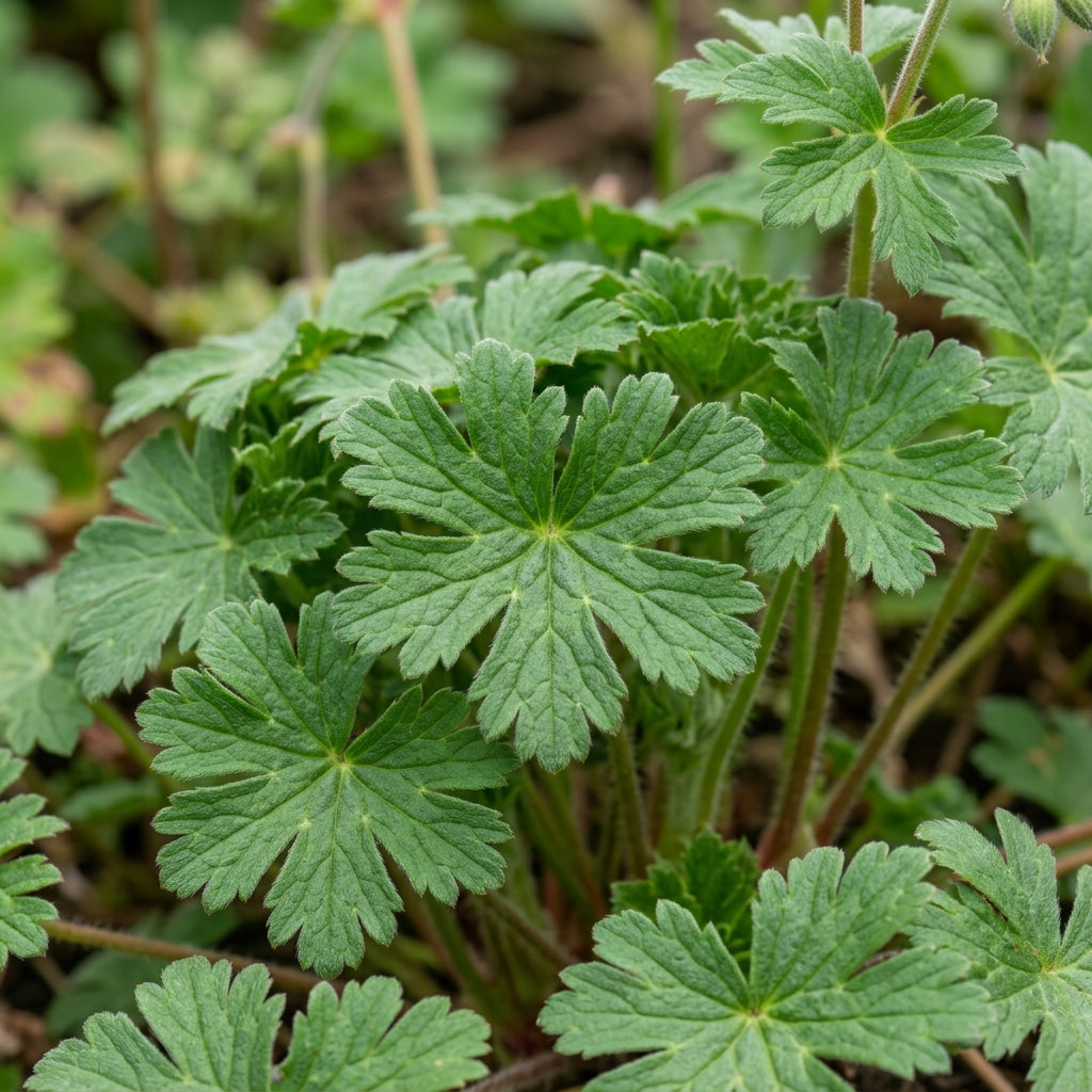 Geranium Ocellatum Flower Seeds For Planting