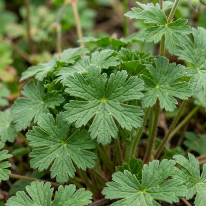Geranium Ocellatum Flower Seeds For Planting