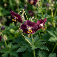Geranium Phaeum Flower Seeds For Planting