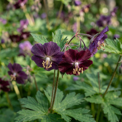 Geranium Phaeum Flower Seeds For Planting