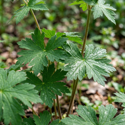 Geranium Phaeum Flower Seeds For Planting