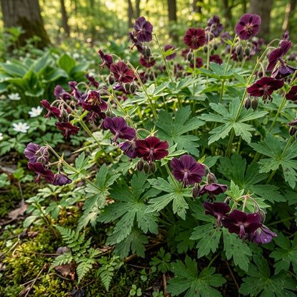 Geranium Phaeum Flower Seeds For Planting